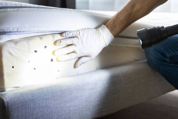 Best Pest Control Near Me in Valley City, ND