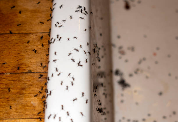 Flea Control Services in Valley City, ND