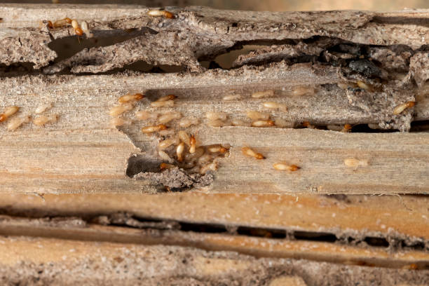Valley City, ND Pest Control Company